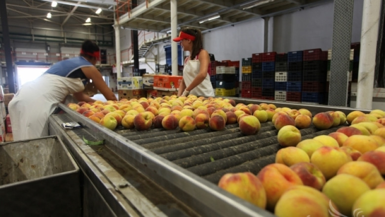 Коста Петров: Пазарите за български плодове са блокирани