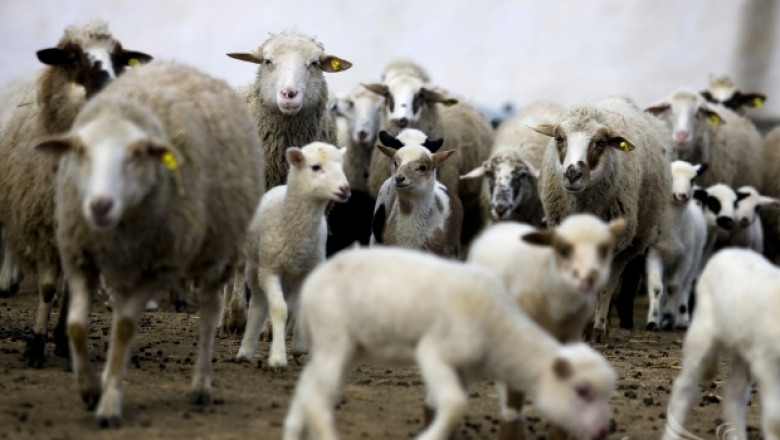 Овцевъди си искат субсидиите по НДЖ и за умрелите от Син език животни (ВИДЕО)