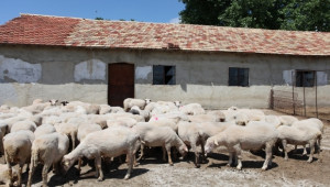 Фермери искат компенсации на килограм, а не на глава овца, умряла от Син език (ВИДЕО) - Agri.bg
