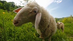 Допълнителен De minimis за овце ще има през октомври