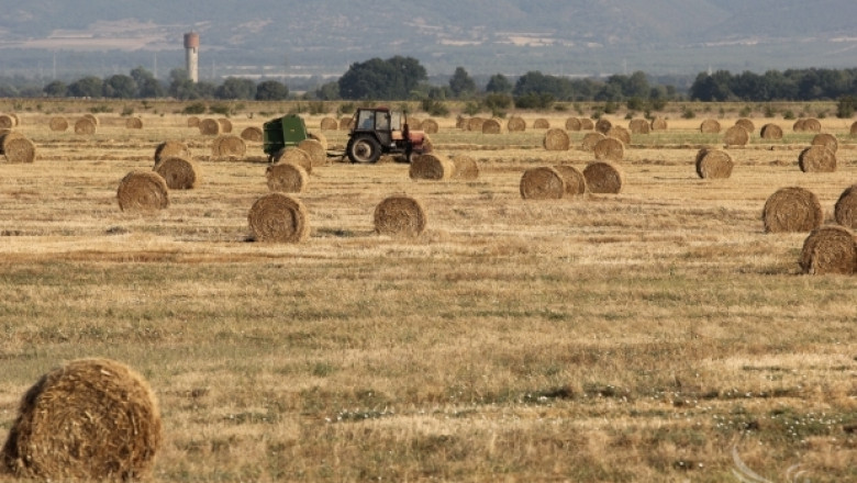 Средният добив от пшеница в Шуменско е 419 кг/дка