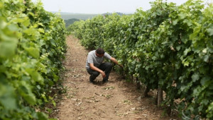 Реколтата от грозде ще е с 60-70% по-ниска, според производители - Agri.bg