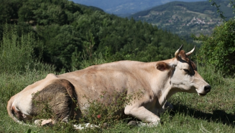 Фермери ще получават по 75 Евро за породисти крави
