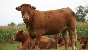 Нотификация на МЗХ предвижда директни субсидии за месодайни говеда от 2015 г. - Agri.bg