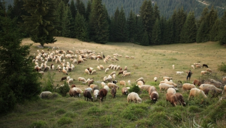 Фермерите могат да косят пасища, мери и ливади в планинските райони до 31 август 2014 (ОБНОВЕНА) 