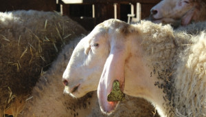 Умрели от Син език овце разнасят зараза в чакане с дни на екарисажни коли - Agri.bg