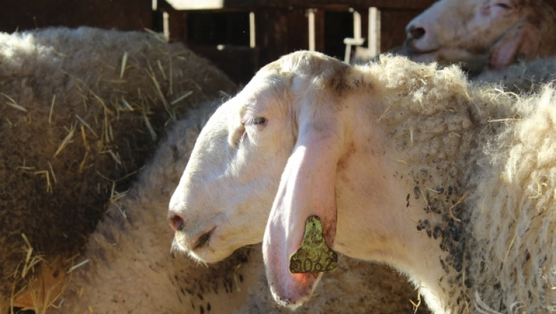 Умрели от Син език овце разнасят зараза в чакане с дни на екарисажни коли