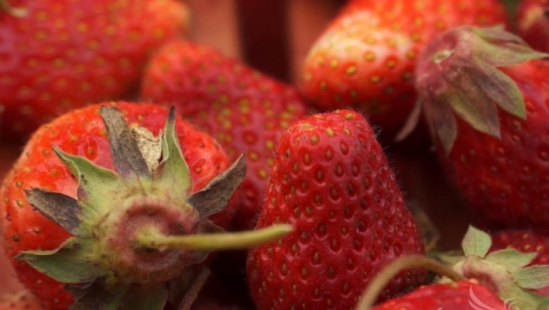 Цените на късните ягодите паднаха наполовина заради влошено качество