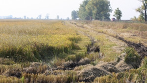 ДФЗ изплаща De minimis за ориз до 28 август 2014 г.  - Agri.bg