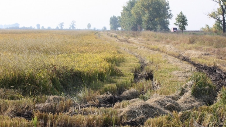 ДФЗ изплаща De minimis за ориз до 28 август 2014 г. 