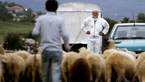 Породни стада овце в цяла България измират от заразата Син език! (ОБНОВЕНА) - Agri.bg