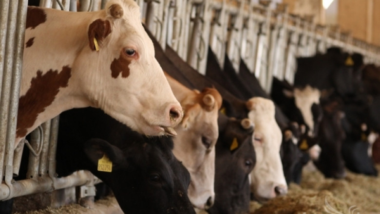 122 евро директно плащане за млечна крава предвижда нотификация на МЗХ 