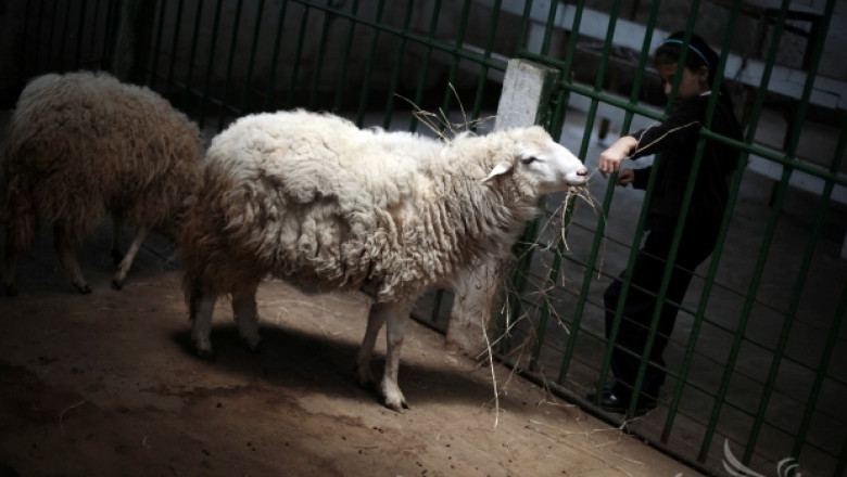 Турски град забрани търговията с животни заради Син език в България