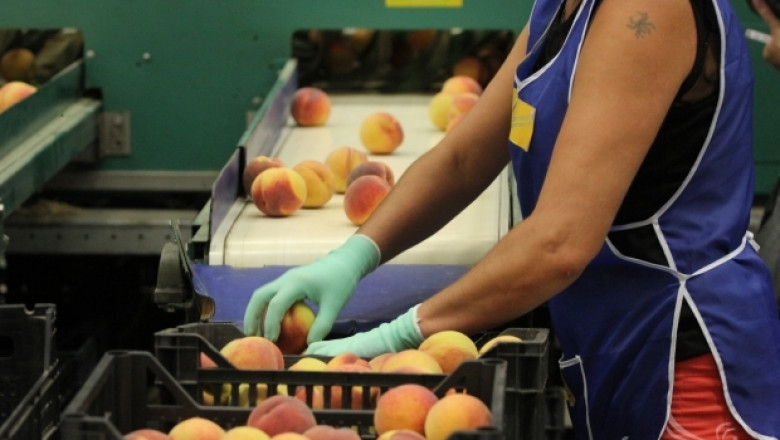 Производителите на плодове ще са най-ощетени от ембаргото, според експерти