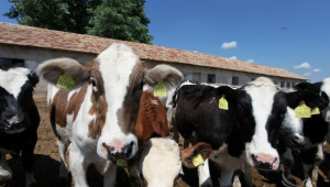 Русия спря вноса на говеждо от Румъния заради Луда крава - Agri.bg