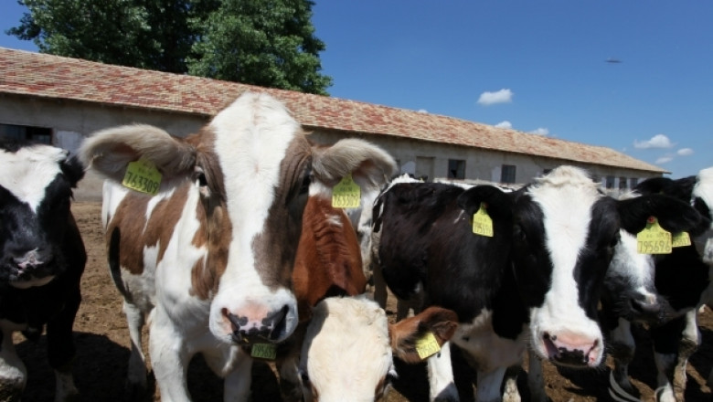 Русия спря вноса на говеждо от Румъния заради Луда крава