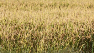 До края на седмицата оризопроизводителите кандидатстват за De minimis - Agri.bg