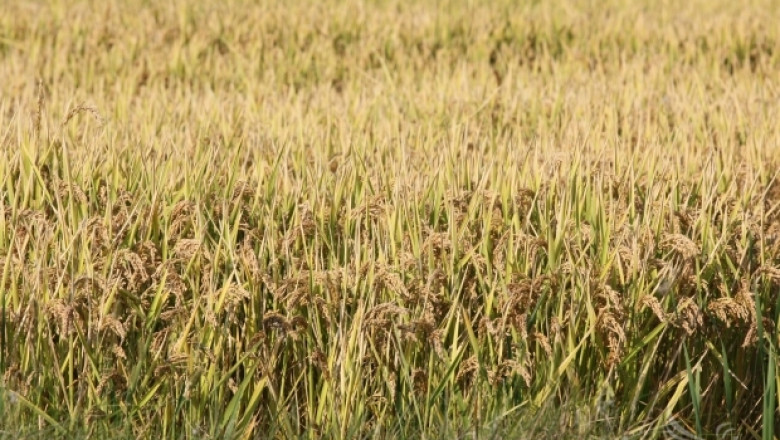 До края на седмицата оризопроизводителите кандидатстват за De minimis
