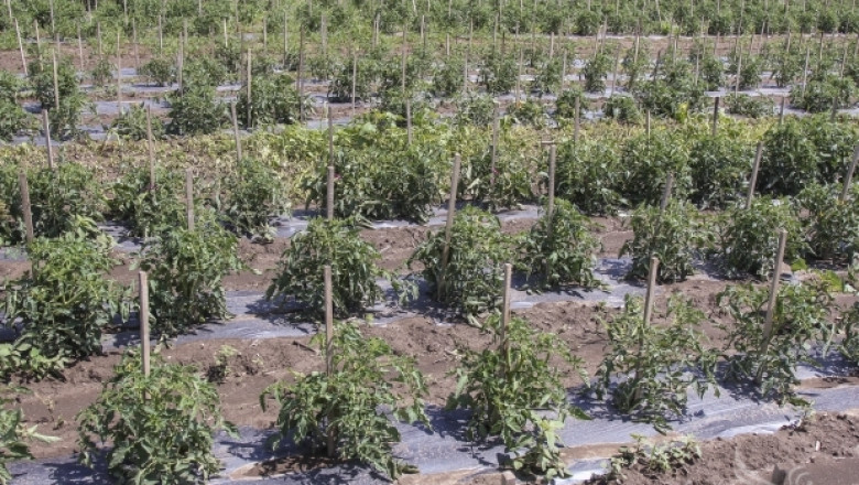 Домати и вишни са най-пострадали от дъждовете, според производители