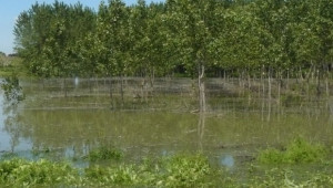 Приливната вълна в Северозападна България помете реколтата от нивите - Agri.bg