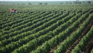 Лозари очакват по-слаба реколта от грозде тази година - Agri.bg