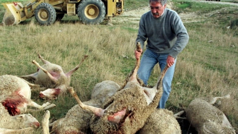 Започва принудително умъртвяване на овце, болни от Син език