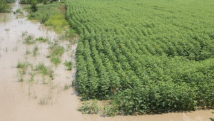 Земеделски производители от Бургаско пресмятат щетите от наводненията  - Agri.bg
