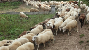 Овцевъдството в България се възстановява, според доклад на ЕК - Agri.bg