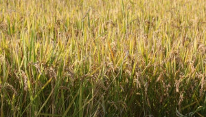ДФЗ приема от днес заявления по схема De minimis за ориз  - Agri.bg