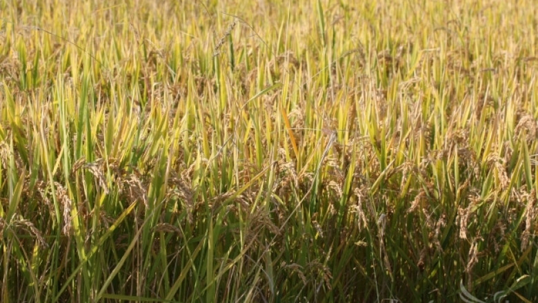 ДФЗ приема от днес заявления по схема De minimis за ориз 