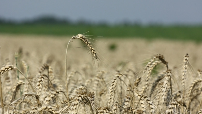 Мирослав Иванов: Ако не започнем жътва, пшеницата ще покълне (ВИДЕО)