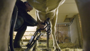Български и румънски фермери обменят ноухау за производството на мляко - Agri.bg