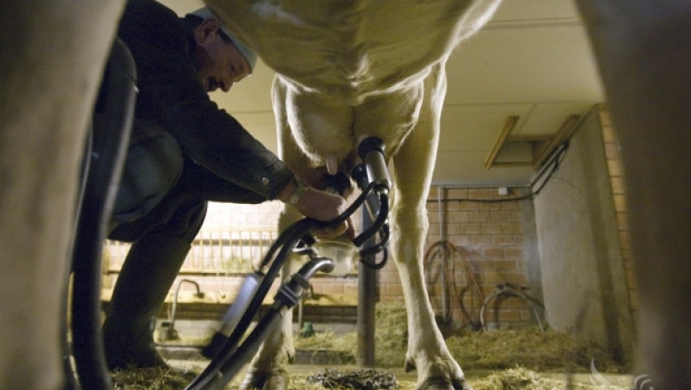 Български и румънски фермери обменят ноухау за производството на мляко