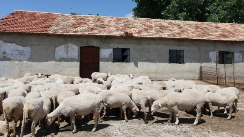 Предпазни зони срещу Син език изграждат в Южна България