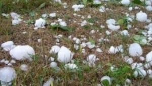 Унищожителна градушка и проливен дъжд удариха реколтата в Ловешко - Agri.bg