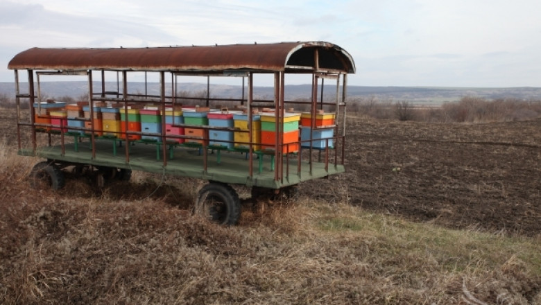 Още 108 пчелари получават пари за подновяване на кошери