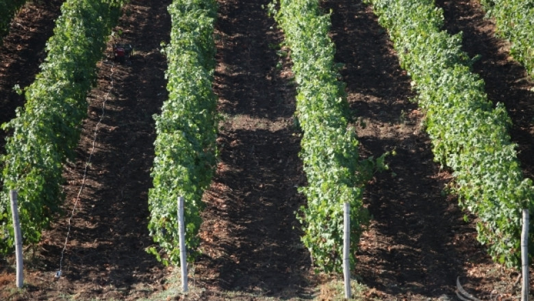 Заявления за авансово плащане по Лозаро-винарската програма се приемат до 31 юли 