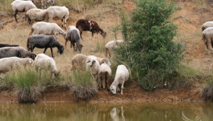 Над 2 000 животни в Благоевградско са ваксинирани срещу бяс - Agri.bg