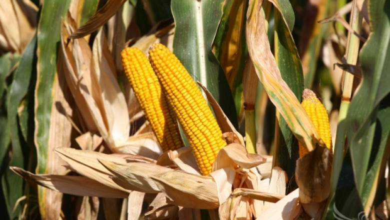 Зърнен пазар 2014: Сделки с царевицата от Черноморския регион на нива 260 $/тон