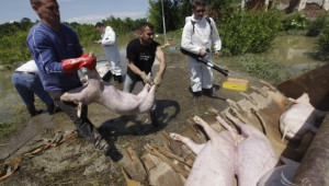 Строг митнически контрол може да опази България от новите случаи на чума по свинете - Agri.bg