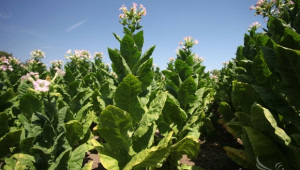 Изпълнителна агенция  ще контролира производството и изкупуването на тютюна - Agri.bg