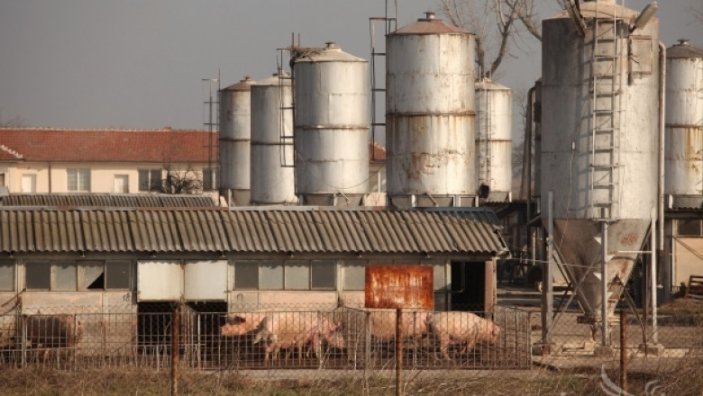БВС: Огнище на Африканска чума по свинете може да унищожи свиневъдството 