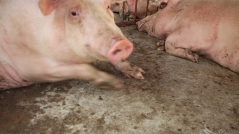 Русия ограничи вноса на свинско месо от Латвия заради Африканска чума по свинете