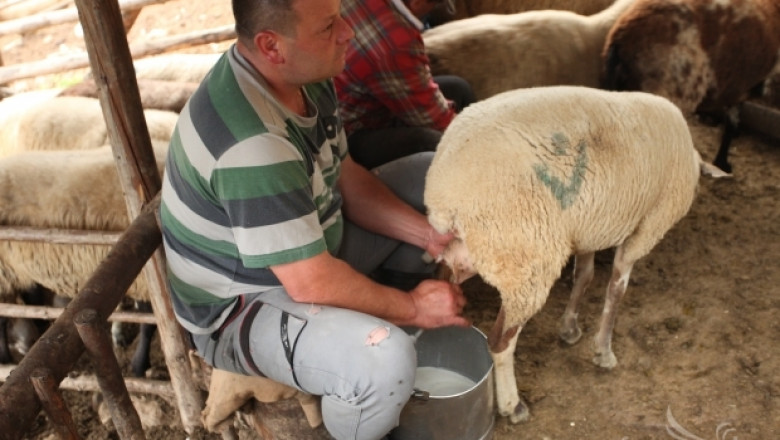 НОА: Млеконадоят при овцете спадна с до 50% заради дъждовете