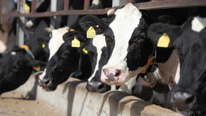 БВС: Провалената ДПП може да доведе до тежки последици за животновъдството ни