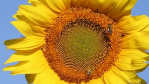 ДФЗ започва прием на документи за плащане по Пчеларската програма