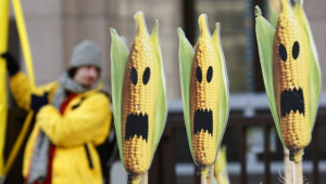 Забраната за отглеждане на ГМO царевица в България остава, гласува МС - Agri.bg