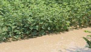 НАЗ: Прекомерните валежи може да редуцират и реколтата от царевица и слънчоглед - Agri.bg