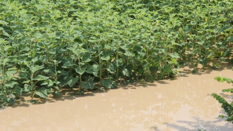 НАЗ: Прекомерните валежи може да редуцират и реколтата от царевица и слънчоглед