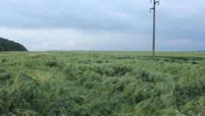 Димитър Греков: Близо 60 хиляди декара земеделски култури са напълно унищожени  - Agri.bg